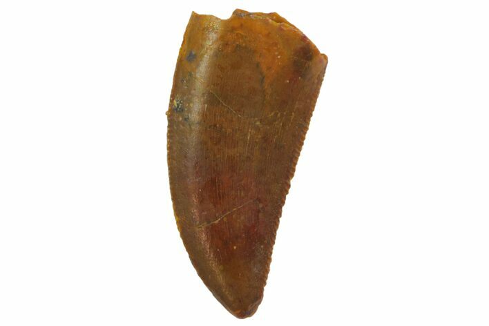 Serrated, Raptor Tooth - Real Dinosaur Tooth #135181